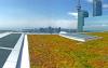 Sedum roof on a tall building